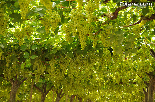 Guardia Civil, Polica Local y vigilantes rurales peinan las zonas de cultivo de uva de mesa - 19