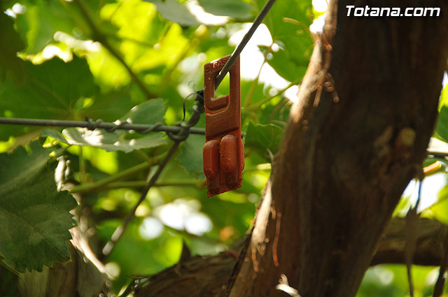 Guardia Civil, Polica Local y vigilantes rurales peinan las zonas de cultivo de uva de mesa - 21