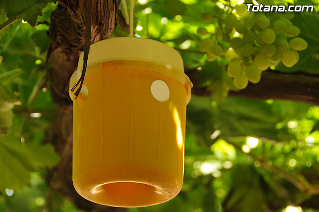 Guardia Civil, Polica Local y vigilantes rurales peinan las zonas de cultivo de uva de mesa - 22