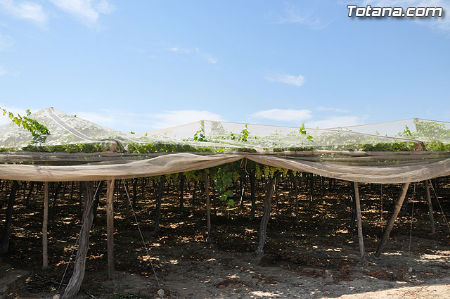 Guardia Civil, Polica Local y vigilantes rurales peinan las zonas de cultivo de uva de mesa - 25