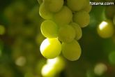 Guardia Civil, Policía Local y vigilantes rurales peinan las zonas de cultivo de uva de mesa