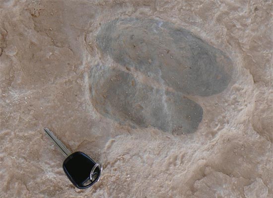 Centenares de medios de comunicación de todo el mundo se hacen eco del reconocimiento científico de las huellas de camello de La Hoya de la Sima - 1, Foto 1