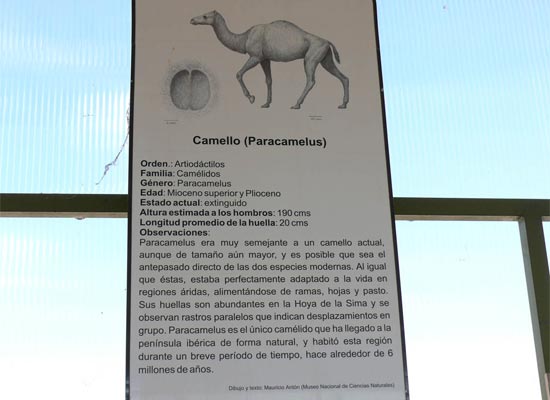 Centenares de medios de comunicación de todo el mundo se hacen eco del reconocimiento científico de las huellas de camello de La Hoya de la Sima - 3, Foto 3