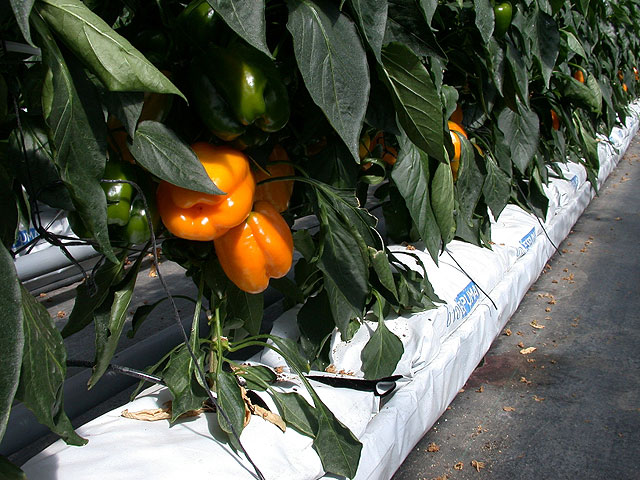 El IMIDA estudia nuevos tipos de sustratos para el cultivo sin suelo del pimiento, Foto 1