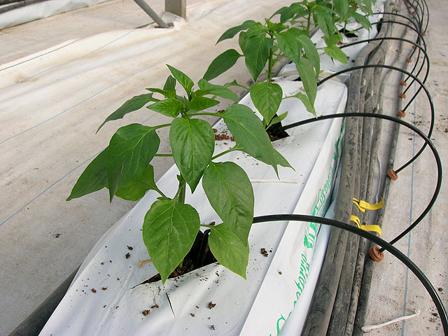 Detalle del sistema de optimización del riego para la producción de pimiento en cultivos sin suelo, Foto 2