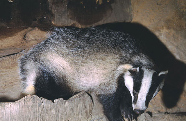 Agricultura pide a los automovilistas que moderen la velocidad para evitar el atropello de animales en peligro de extincin, Foto 1