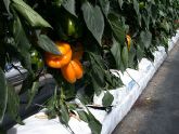 Agricultura estudia nuevas metodologas de optimizacin del riego para la produccin de pimiento en cultivos sin suelo