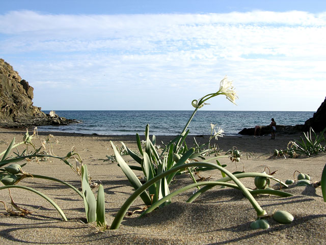 La costa de Murcia cuenta con siete espacios protegidos amenazados - 1, Foto 1