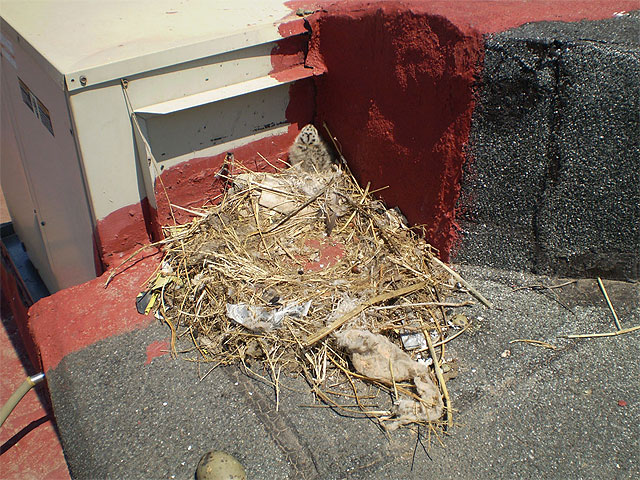 La campaña de control de gaviotas retira 58 nidos repartidos por el centro de la ciudad - 1, Foto 1