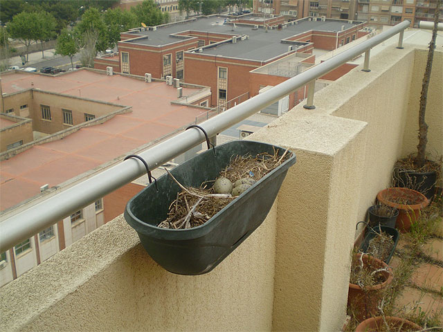 La campaña de control de gaviotas retira 58 nidos repartidos por el centro de la ciudad - 3, Foto 3