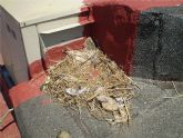 La campaña de control de gaviotas retira 58 nidos repartidos por el centro de la ciudad