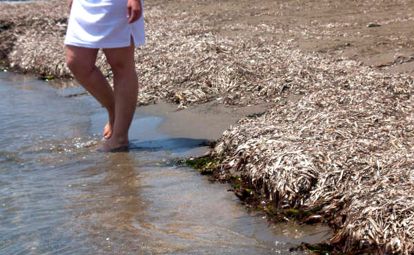 El PSOE culpa a Melchor Morales del estado deficiente de las playas de Lorca - 1, Foto 1