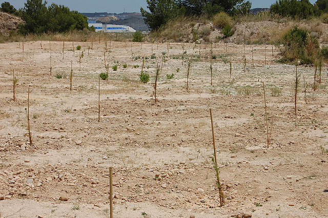 El proyecto municipal de Repoblación en el Pinar del Parque de Las Palmeras ha compensado la emisión de 290 toneladas de CO2 - 2, Foto 2
