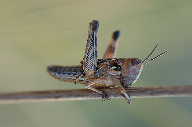 Agricultura realiza tratamientos fitosanitarios contra la plaga de langosta en unas 700 hectáreas de la comarca del Altiplano - 2, Foto 2
