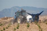 Agricultura realiza tratamientos fitosanitarios contra la plaga de langosta en unas 700 hectreas de la comarca del Altiplano
