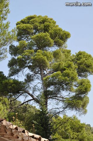 Un total de 25 jvenes de distintas nacionalidades realizan labores de conservacin del entorno natural de Sierra Espuña - 2