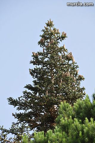 Un total de 25 jvenes de distintas nacionalidades realizan labores de conservacin del entorno natural de Sierra Espuña - 3