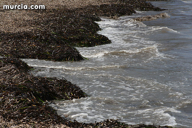 Foto de posidonia en una playa de La Manga / Murcia.com, Foto 1