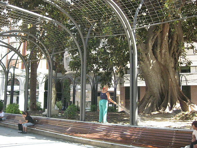 Limpieza del Ficus de Santo Domingo - 1, Foto 1