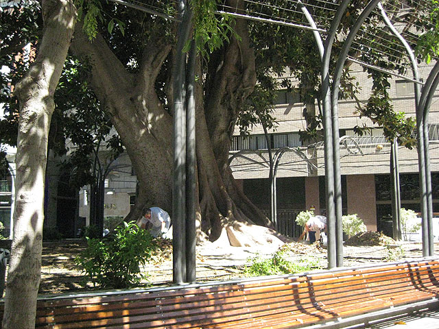 Limpieza del Ficus de Santo Domingo - 2, Foto 2