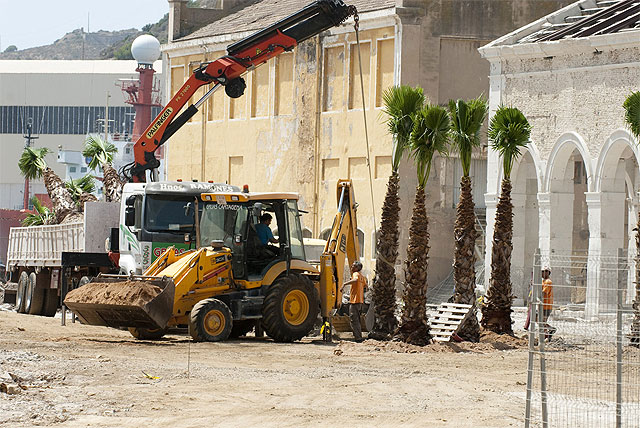 Dos nuevos palmerales para Cartagena - 2, Foto 2