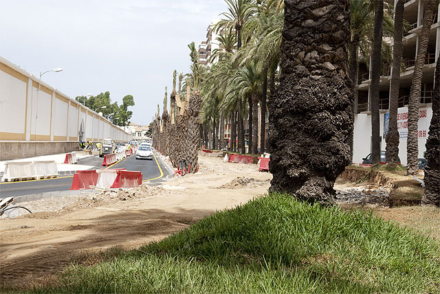 Dos nuevos palmerales para Cartagena - 3, Foto 3