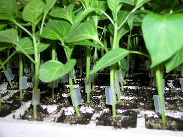 Agricultura distribuye más de dos millones de plantas injertadas en 80 hectáreas de cultivo de pimiento - 1, Foto 1