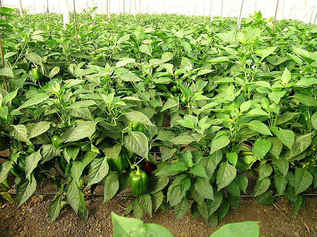Agricultura distribuye más de dos millones de plantas injertadas en 80 hectáreas de cultivo de pimiento - 2, Foto 2