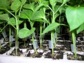 Agricultura distribuye ms de dos millones de plantas injertadas en 80 hectreas de cultivo de pimiento