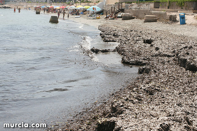Algas en otra playa de La Manga del Mar Menor, en San Javier / Murcia.com, Foto 2