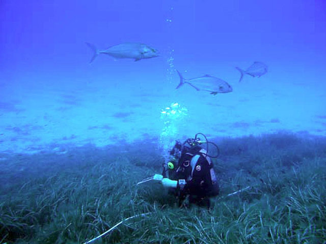 Agricultura pone en marcha una Red de Control y Vigilancia de la Calidad de las Aguas Litorales de la Región - 1, Foto 1