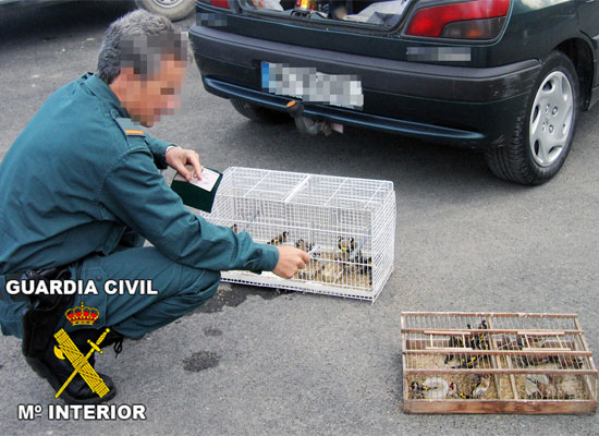 El SEPRONA de la Guardia Civil decomisa 75 aves fringílidas capturadas furtivamente - 1, Foto 1