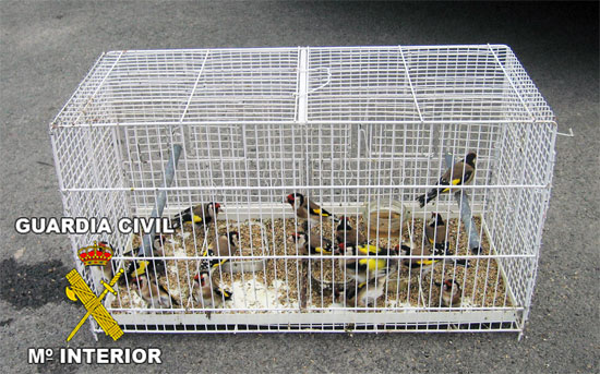 El SEPRONA de la Guardia Civil decomisa 75 aves fringílidas capturadas furtivamente - 2, Foto 2