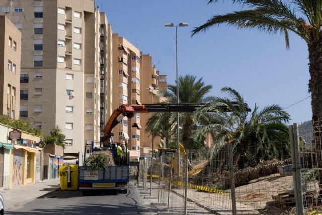 Las palmeras de la calle Luis Calandre se trasladan por obras - 1, Foto 1