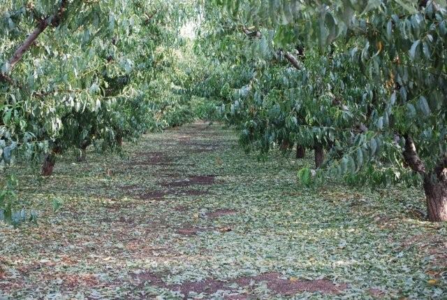 El pleno aprueba la solicitud para que Abarn sea declarada Zona Catastrfica - 1