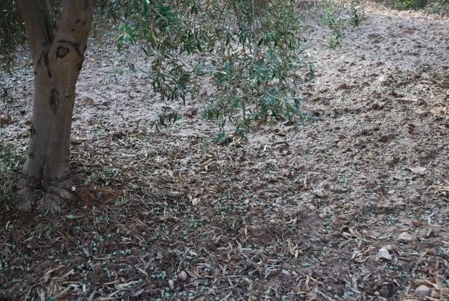 El pleno aprueba la solicitud para que Abarn sea declarada Zona Catastrfica - 2