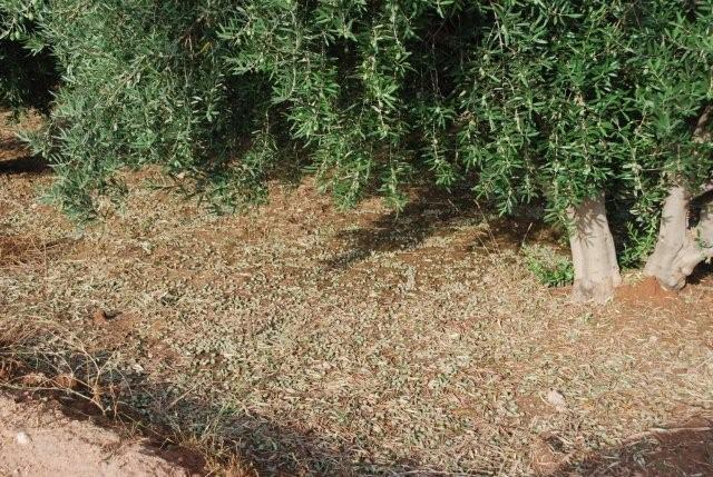 El pleno aprueba la solicitud para que Abarn sea declarada Zona Catastrfica - 3