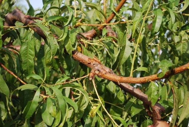 El pleno aprueba la solicitud para que Abarn sea declarada Zona Catastrfica - 4