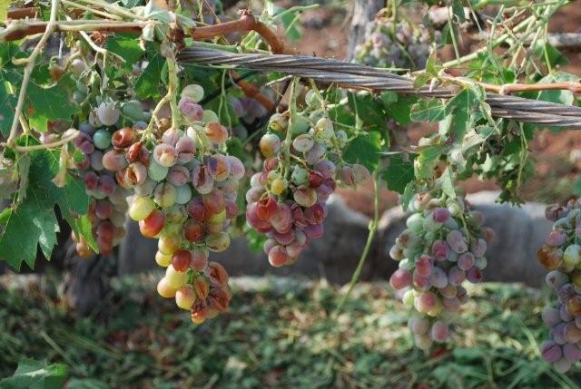 El pleno aprueba la solicitud para que Abarn sea declarada Zona Catastrfica - 5