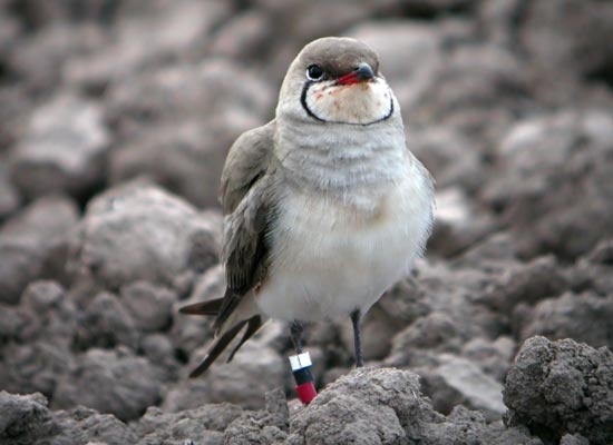 Canastera adulta anillada para su seguimiento. (Autor: A. Fernández Caro/ANSE), Foto 1