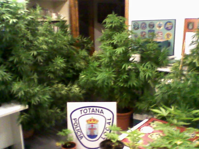 Police Officers Local de Totana come to the intervention and seizure of 15 kilograms of marijuana in a house in the town, Foto 1