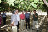 La Consejera de Agricultura y empresarios del sector obtienen “una oferta nica y propia” de nuevas variedades de uva de mesa