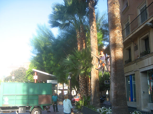 Podan las palmeras de La Glorieta - 1, Foto 1