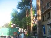 Podan las palmeras de La Glorieta