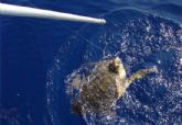 La Fundación CRAM pone en marcha el reparto de pértigas de corte para reducir la mortalidad de las tortugas marinas en Murcia