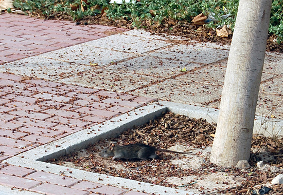 Decenas de ratas campan a sus anchas junto al colegio Nuestra Señora de Belén, en Santiago y Zaraiche - 1, Foto 1