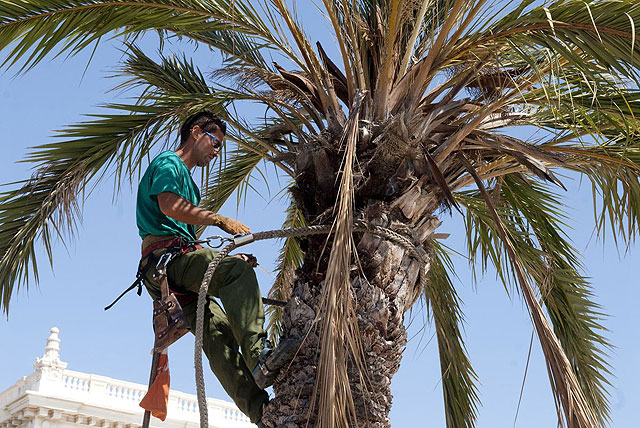 Más de 397 ejemplares de palmeras puestas a punto - 1, Foto 1