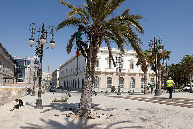 Más de 397 ejemplares de palmeras puestas a punto - 2, Foto 2