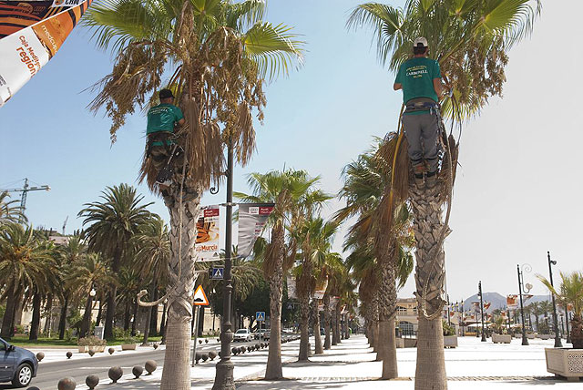 Más de 397 ejemplares de palmeras puestas a punto - 3, Foto 3