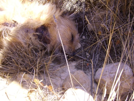 4 Patas denuncia la indefensión de animales asesinados en Jumilla y pide colaboración ciudadana para esclarecer casos similares - 1, Foto 1